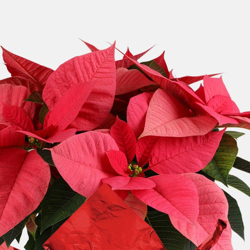 slide 2 of 5, Holiday 6" Pink Poinsettia Live Plant - Good Little Garden™, 1 ct