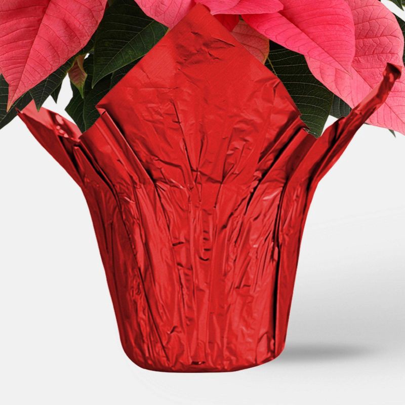 slide 3 of 5, Holiday 6" Pink Poinsettia Live Plant - Good Little Garden™, 1 ct