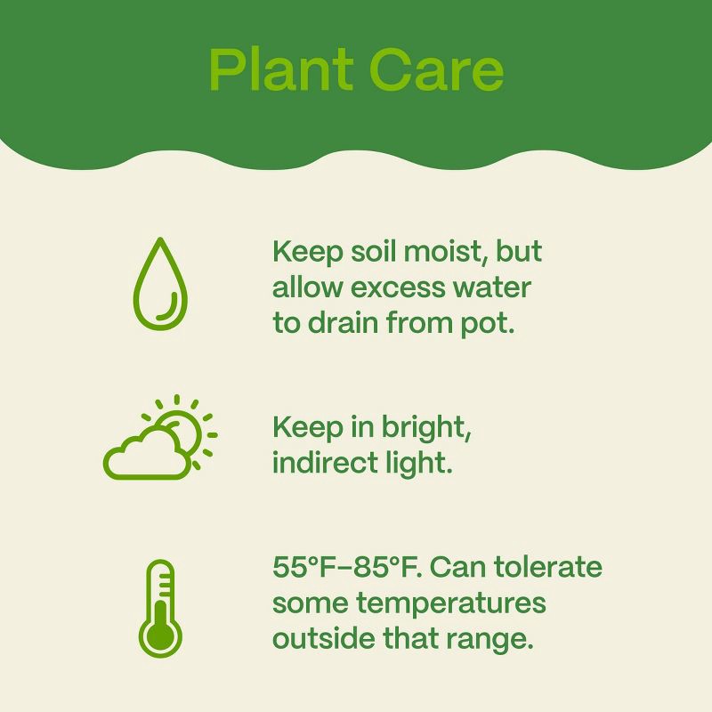 slide 4 of 5, Holiday 6" Pink Poinsettia Live Plant - Good Little Garden™, 1 ct