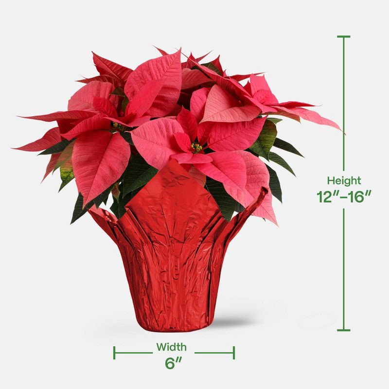 slide 5 of 5, Holiday 6" Pink Poinsettia Live Plant - Good Little Garden™, 1 ct