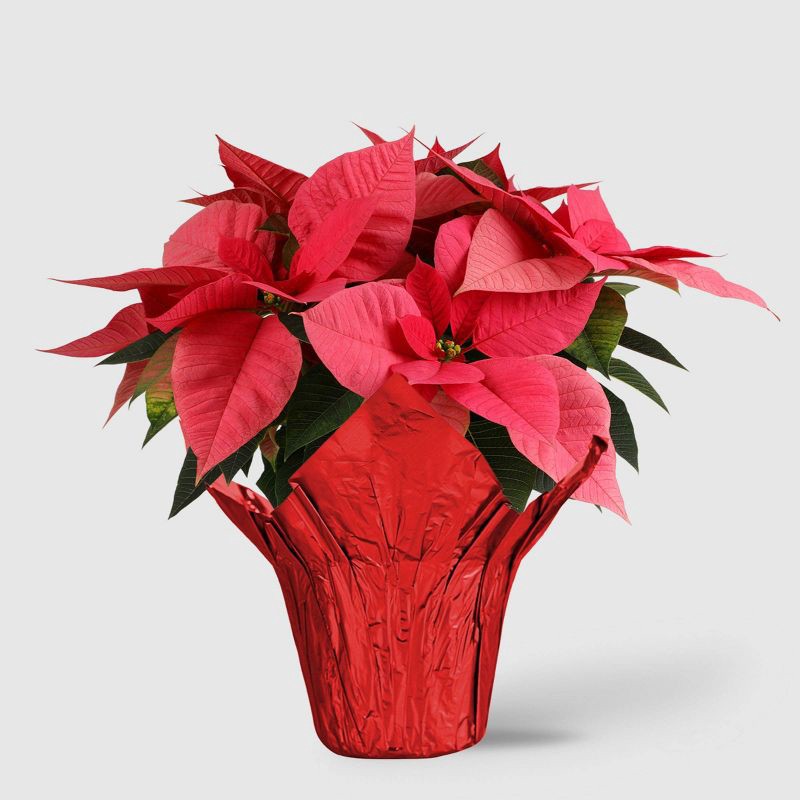 slide 1 of 5, Holiday 6" Pink Poinsettia Live Plant - Good Little Garden™, 1 ct
