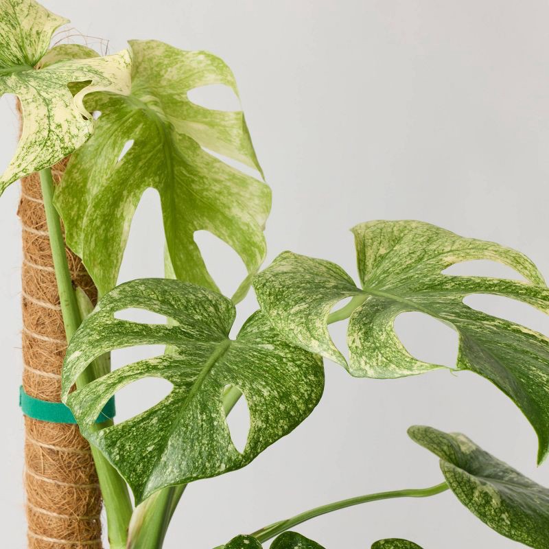 slide 2 of 5, 6" Monstera Mint Live Houseplant - Good Little Garden™, 1 ct