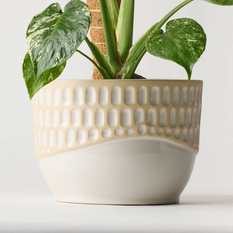 slide 3 of 5, 6" Monstera Mint Live Houseplant - Good Little Garden™, 1 ct
