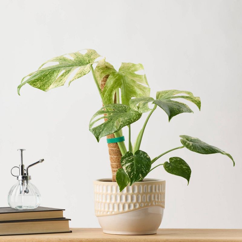 slide 4 of 5, 6" Monstera Mint Live Houseplant - Good Little Garden™, 1 ct