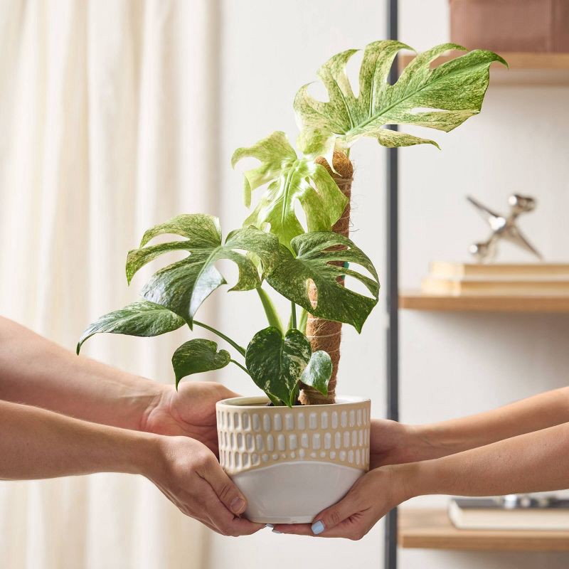 slide 5 of 5, 6" Monstera Mint Live Houseplant - Good Little Garden™, 1 ct