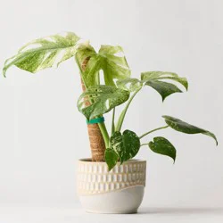 6" Monstera Mint Live Houseplant - Good Little Garden™
