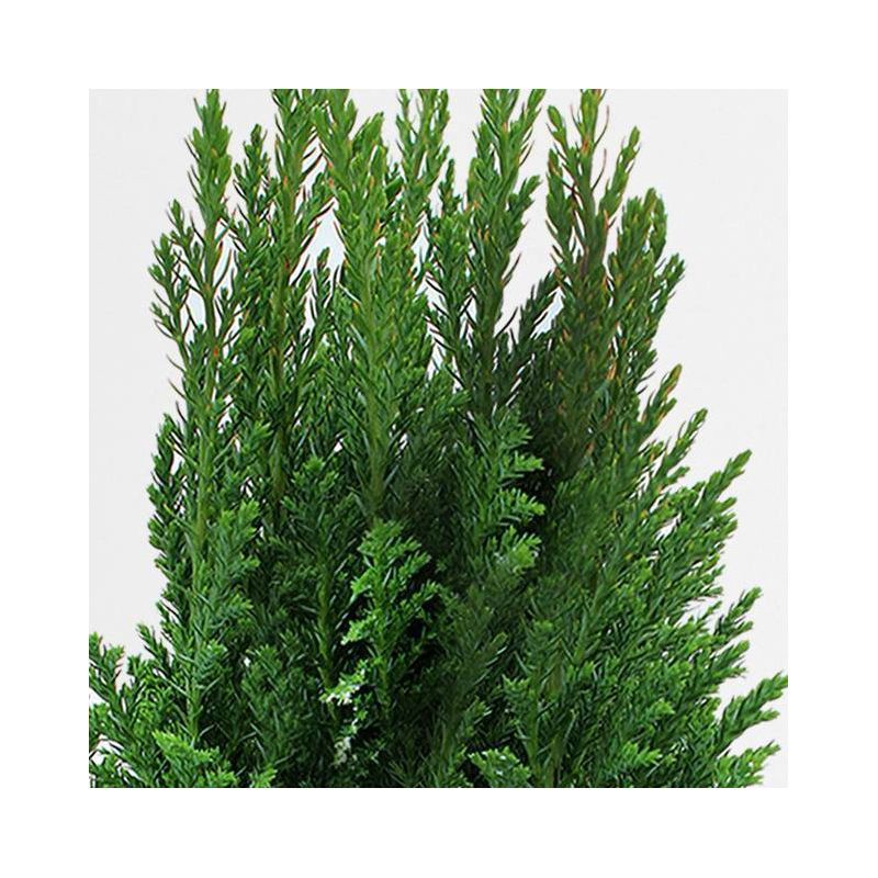 slide 3 of 3, 4" European Tree - Good Little Garden™, 1 ct