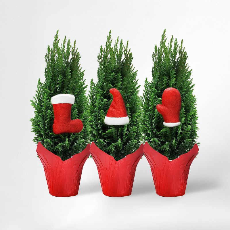 slide 1 of 3, 4" European Tree - Good Little Garden™, 1 ct