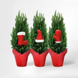 4" European Tree - Good Little Garden™