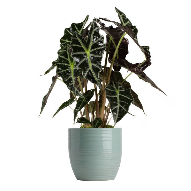 slide 4 of 5, LiveTrends 6.5" Bergamo Ceramic Indoor Planter Pot Green, 1 ct