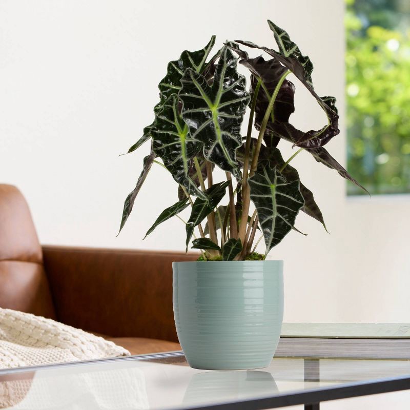 slide 5 of 5, LiveTrends 6.5" Bergamo Ceramic Indoor Planter Pot Green, 1 ct