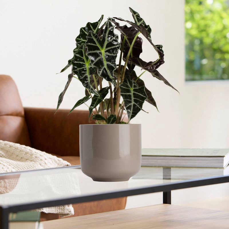 slide 5 of 5, LiveTrends 6.5" Bari Ceramic Indoor Planter Pot Dark Taupe, 1 ct