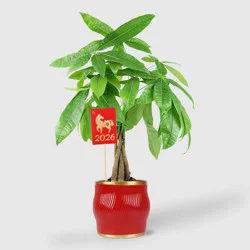 Lunar New Year Money Tree - Good Little Garden™