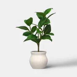 Ficus Plant - Threshold™