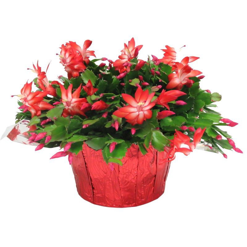 slide 2 of 2, 8" Christmas Cactus - Good Little Garden™, 1 ct