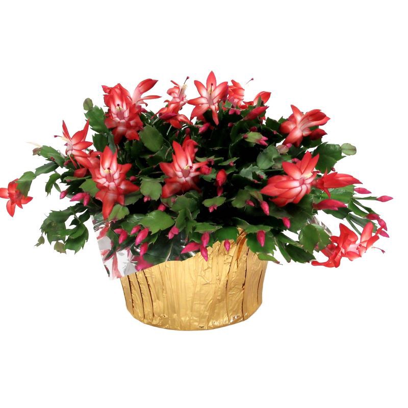 slide 1 of 2, 8" Christmas Cactus - Good Little Garden™, 1 ct