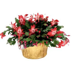 8" Christmas Cactus - Good Little Garden™