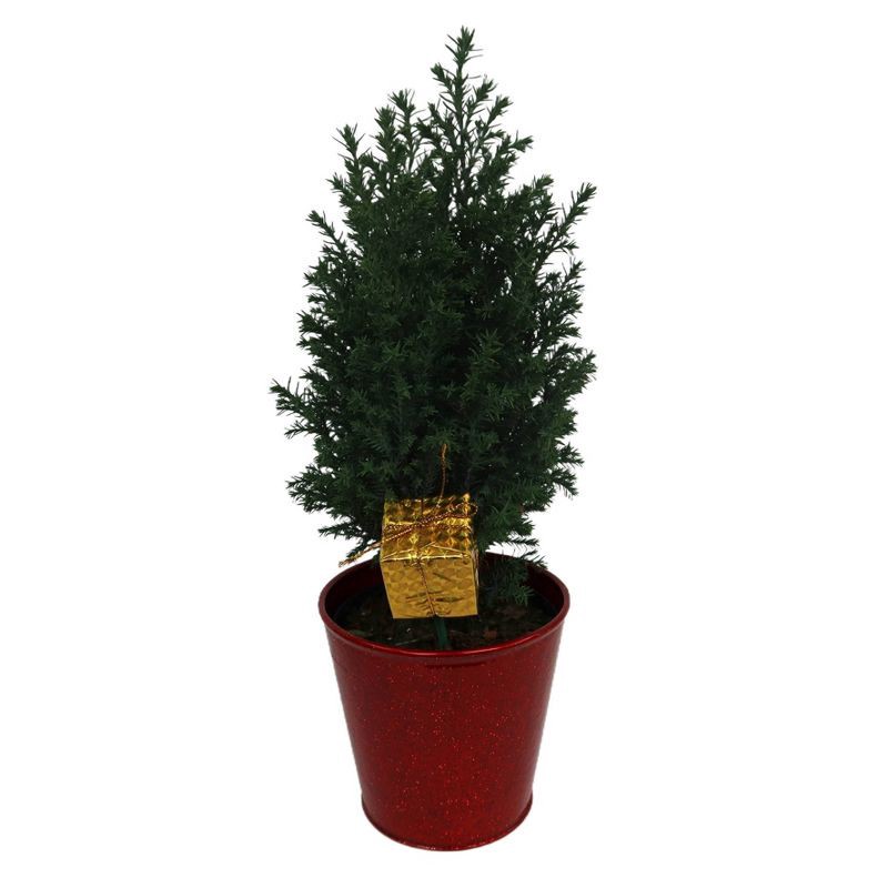 slide 2 of 4, 4" Ellwoodii in Tin with Pick - Good Little Garden™, 1 ct