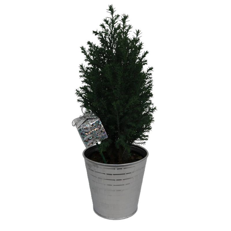 slide 1 of 4, 4" Ellwoodii in Tin with Pick - Good Little Garden™, 1 ct