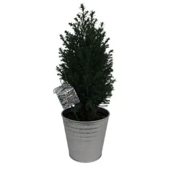 4" Ellwoodii in Tin with Pick - Good Little Garden™