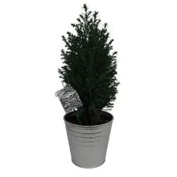 4" Ellwoodii in Tin with Pick - Good Little Garden™