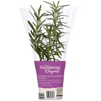 slide 3 of 5, True Goodness Organic Potted Rosemary 4", 4 in