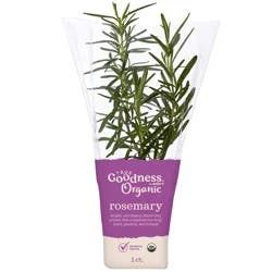 True Goodness Organic Potted Rosemary 4"