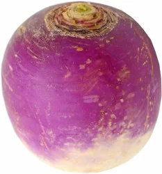 Fresh Organic Bulk Turnips