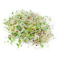slide 1 of 1, Pyramid Alfalfa Sprouts, 