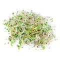 Pyramid Alfalfa Sprouts