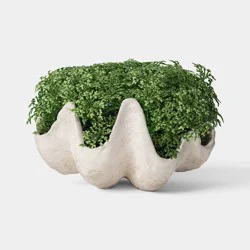 Threshold designed w/Studio McGee 5" Shell Moss Bowl Outdoor Patio Tabletop Artificial Plant - Threshold™ designed with Studio McGee