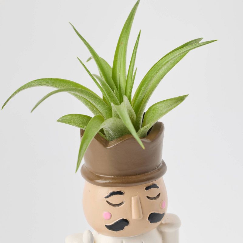 slide 3 of 9, Christmas Merry Cadet Live Plant(It May Vary) - Good Little Garden™, 1 ct