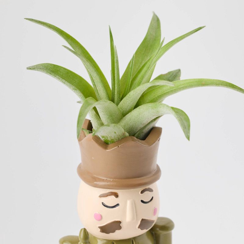 slide 9 of 9, Christmas Merry Cadet Live Plant(It May Vary) - Good Little Garden™, 1 ct