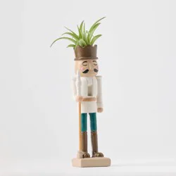 Christmas Merry Cadet Live Plant(It May Vary) - Good Little Garden™