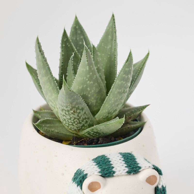 slide 3 of 6, Holiday Polar Pals Live Plant(It May Vary) - Good Little Garden™, 1 ct