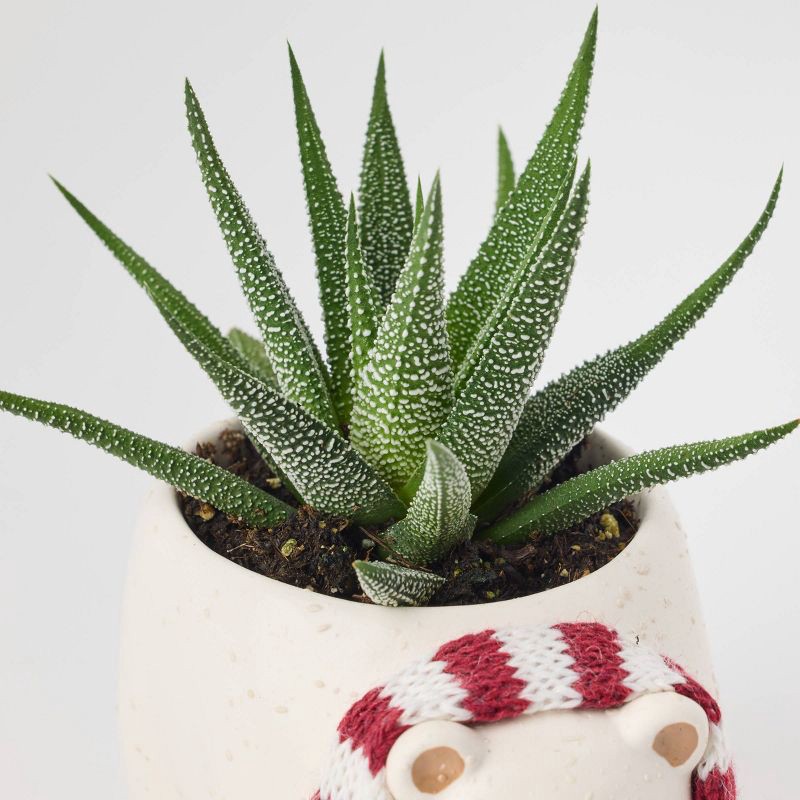 slide 6 of 6, Holiday Polar Pals Live Plant(It May Vary) - Good Little Garden™, 1 ct