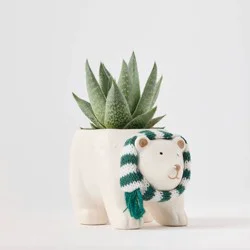 Holiday Polar Pals Live Plant(It May Vary) - Good Little Garden™