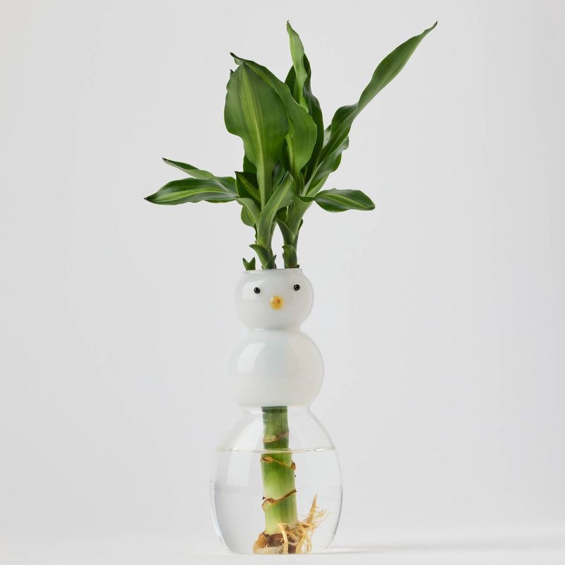 slide 2 of 3, Holiday Snow Roots Live Plant - Good Little Garden™, 1 ct