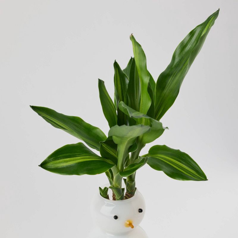 slide 3 of 3, Holiday Snow Roots Live Plant - Good Little Garden™, 1 ct