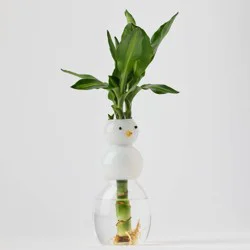 Holiday Snow Roots Live Plant - Good Little Garden™