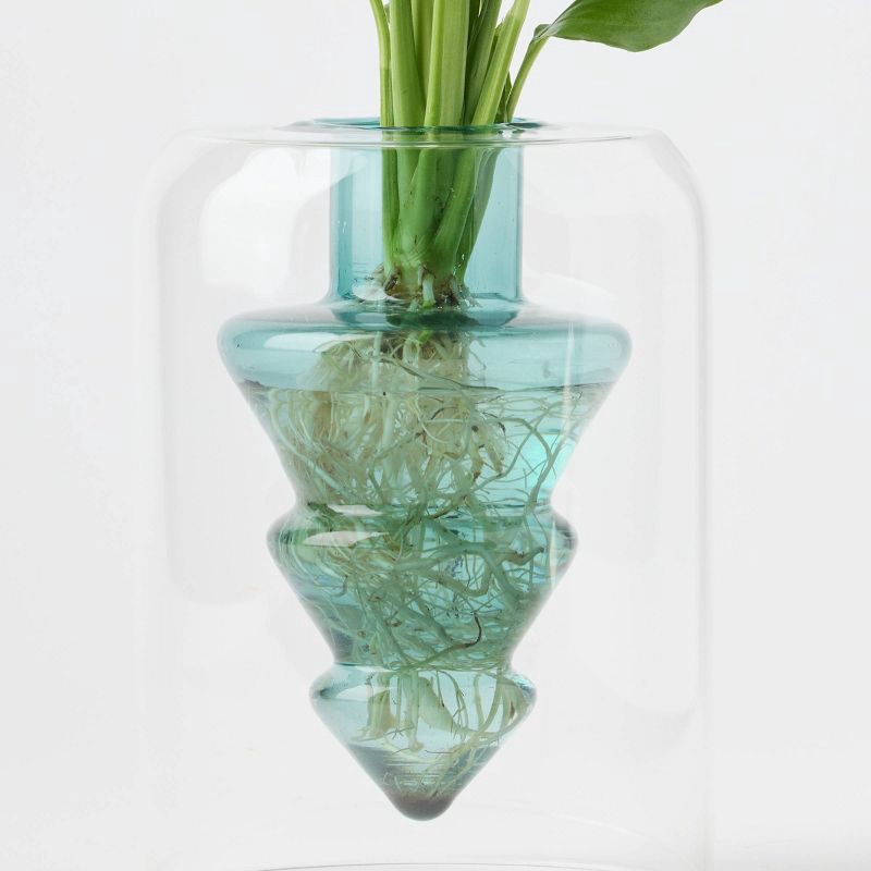 slide 2 of 3, Holiday Floating Pines Live Plant - Good Little Garden™, 1 ct