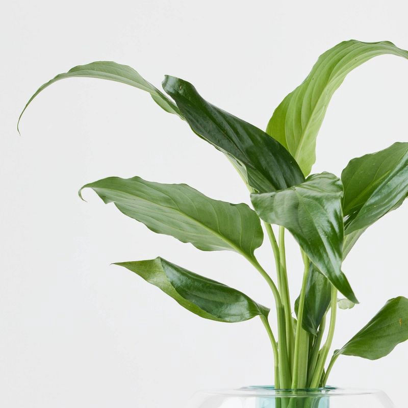 slide 3 of 3, Holiday Floating Pines Live Plant - Good Little Garden™, 1 ct