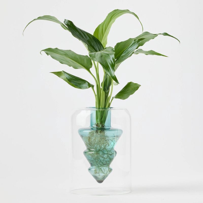 slide 1 of 3, Holiday Floating Pines Live Plant - Good Little Garden™, 1 ct