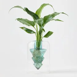 Holiday Floating Pines Live Plant - Good Little Garden™