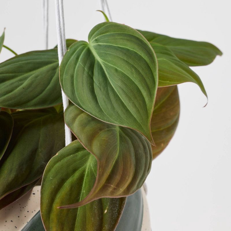 slide 3 of 9, Holiday Sweet Treat Live Plant(It May Vary) - Good Little Garden™, 1 ct