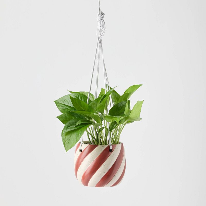 slide 4 of 9, Holiday Sweet Treat Live Plant(It May Vary) - Good Little Garden™, 1 ct