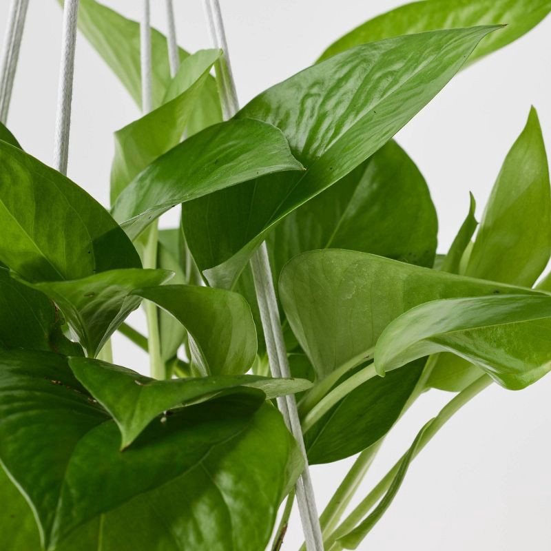 slide 6 of 9, Holiday Sweet Treat Live Plant(It May Vary) - Good Little Garden™, 1 ct