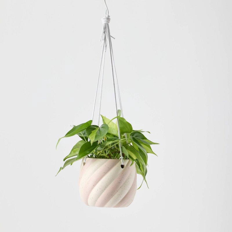 slide 7 of 9, Holiday Sweet Treat Live Plant(It May Vary) - Good Little Garden™, 1 ct