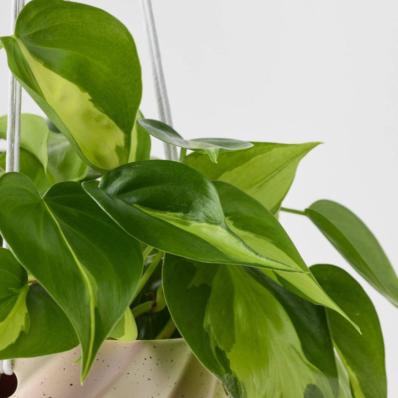 slide 9 of 9, Holiday Sweet Treat Live Plant(It May Vary) - Good Little Garden™, 1 ct