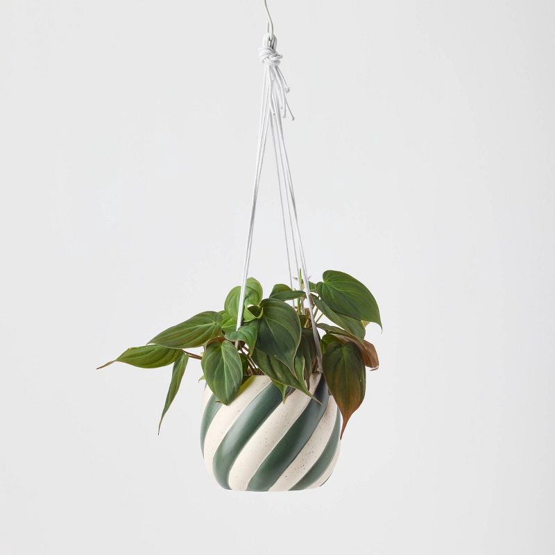 slide 1 of 9, Holiday Sweet Treat Live Plant(It May Vary) - Good Little Garden™, 1 ct